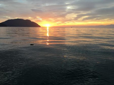 今年初アオリイカ